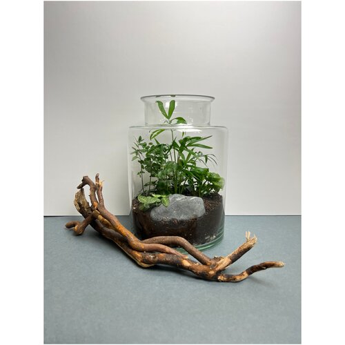 Композиция из живых растений в банке L &L флорариум