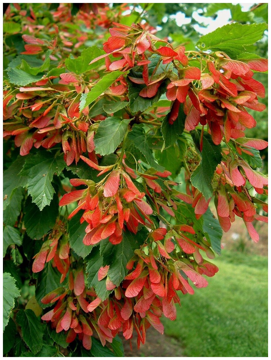 Семена Клён татарский (Acer tataricum), 20 штук