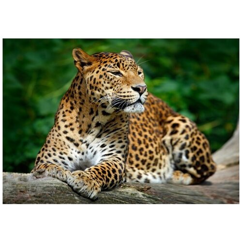 Рыжий кот Набор алмазной вышивки Леопард смотрящий вдаль (ACH048) 30х40 см рыжий кот набор алмазной вышивки амальфитанское побережье sf30006 30х40 см