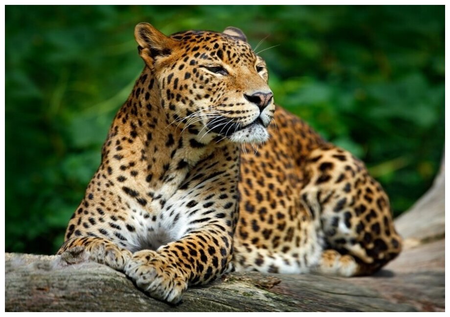 Рыжий кот Набор алмазной вышивки Леопард смотрящий вдаль (ACH048) 30х40 см