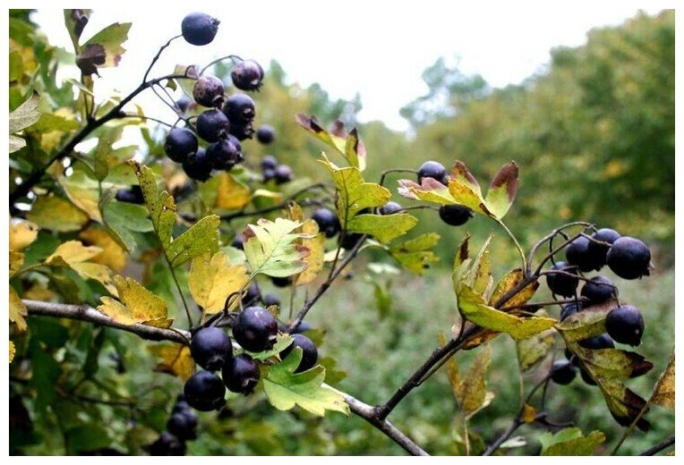 Боярышник черный (лат. Crataegus nigra) семена 20шт + подарочек