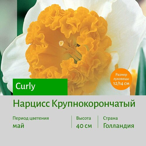 Нарцисс Керли (Curly) крупнокорончатый луковицы 2 шт сотка