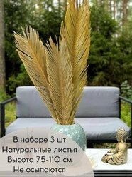 Высокие листья пальмы для интерьера. 3 шт. Сухоцвет.