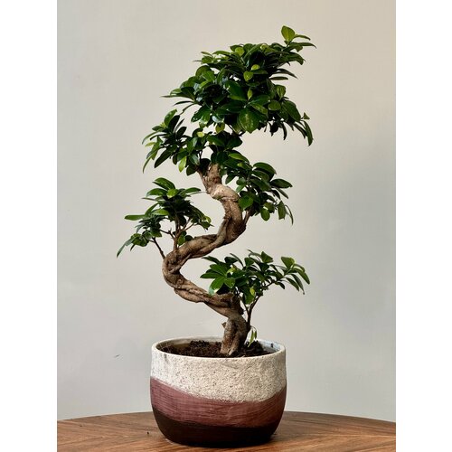 Фикус бонсай Гинсенг в кашпо (d24 / h70)