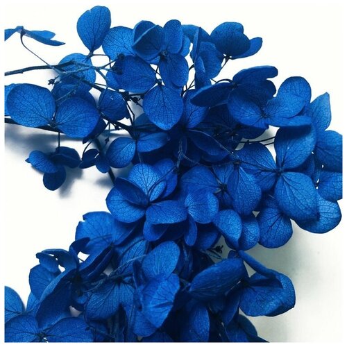 Стабилизированные цветы Гортензии (синие), Epoxy Master ба женевьева как сушить цветы и составлять букеты материал техника высушивания аранжировка