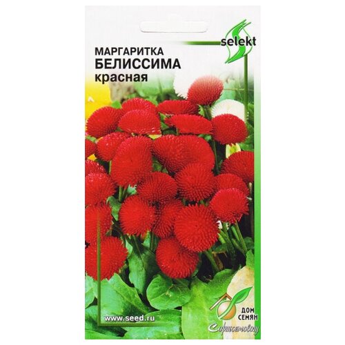 Маргаритка Белиссима, красная, 7 семян корзинка 14 см leander соната розовый цветок 097152