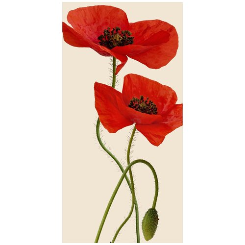 Фотообои DIVINO Маки 90см180смхолст 1410₽