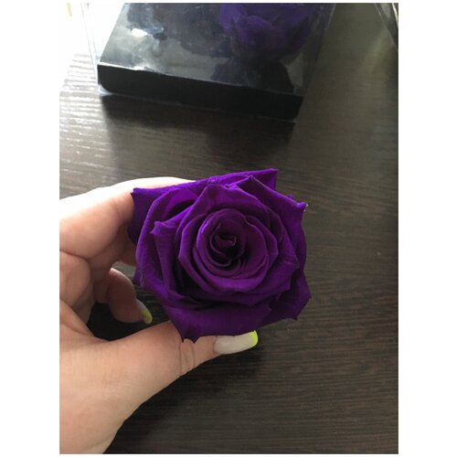 Стабилизированные розы/Optimum/Фиолетовый цвет