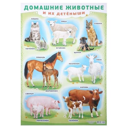 стол биология плакат предмет 65x65 см кухонный квадратный с принтом Плакат Домашние животные и их детёныши А2