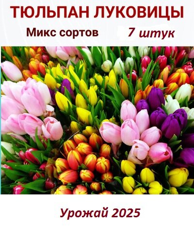 Тюльпан Луковица. Голландские микс сорта 7 штук. Урожай 2025 года.