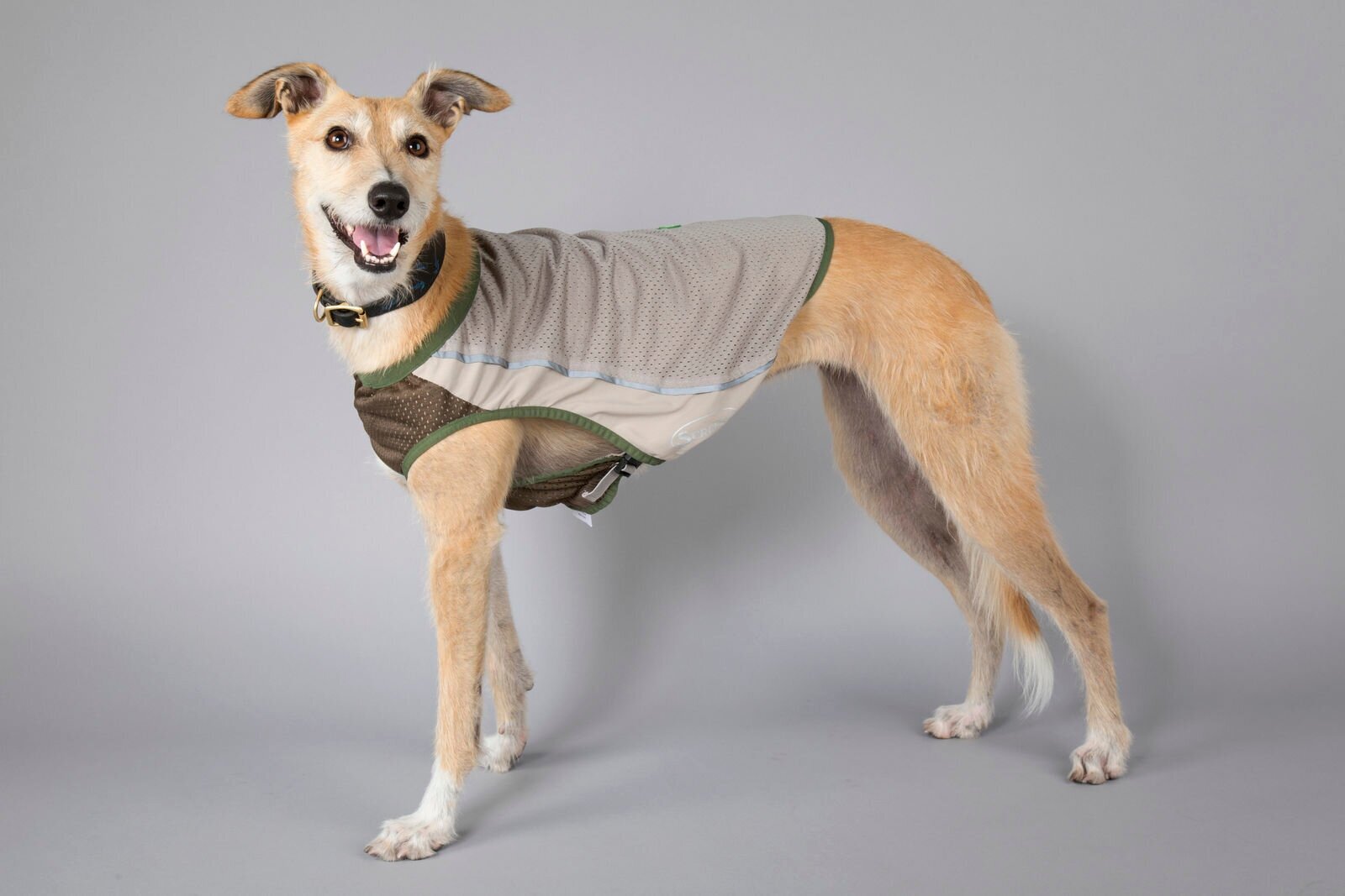 Жилетка защитная д/собак с пропиткой от насекомых SCRUFFS "Insect Shield Dog Vest", XXS (Великобритания) - фотография № 5