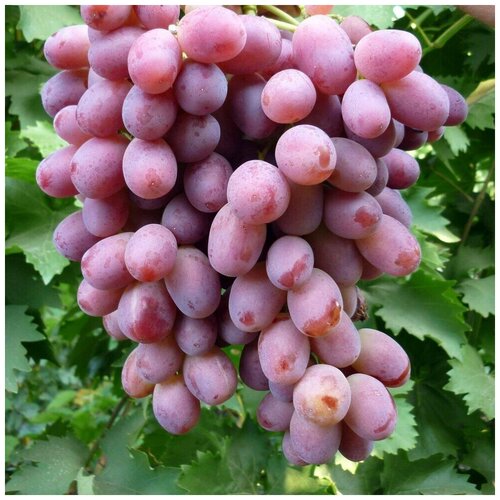 Семена Орешка Виноград Ризамат красно зелёный 10 шт.