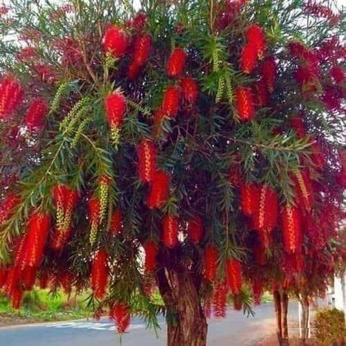 Каллистемон Семена 200 штук Красивотычинник Лимонный Краснотычинник Бенгальская свеча Callistemon Citrinus экзотический комнатный многолетник 375₽