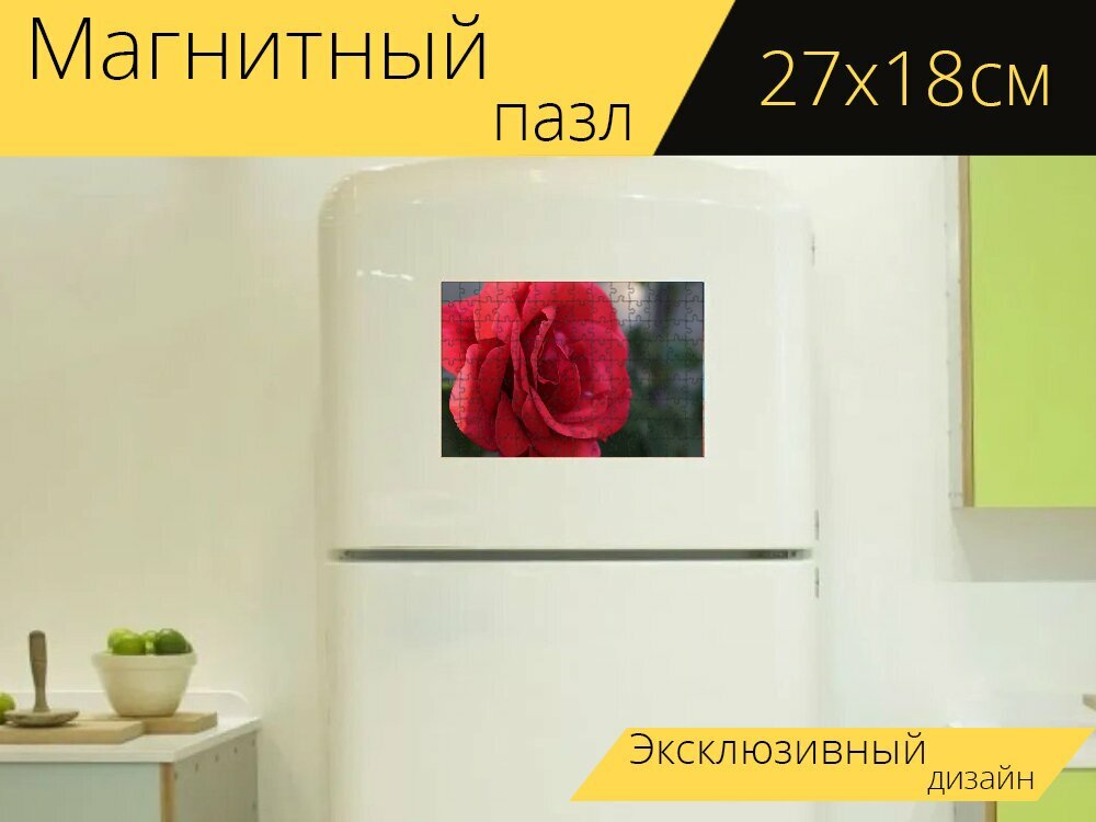 Магнитный пазл "Красная роза бархат, цветок, лепестки" на холодильник 27 x 18 см.