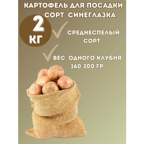 Картофель семенной 