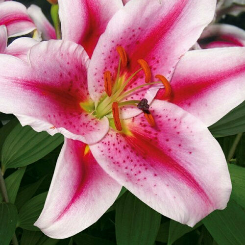 Луковица Лилия восточная Спешиал Ньюс