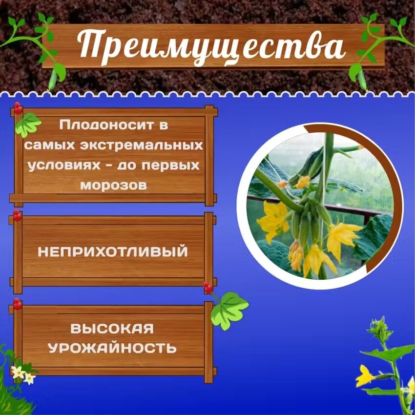 Семена Огурец Сибирская Гирлянда (Уральский дачник), премиум класса, комплект 2 пакета