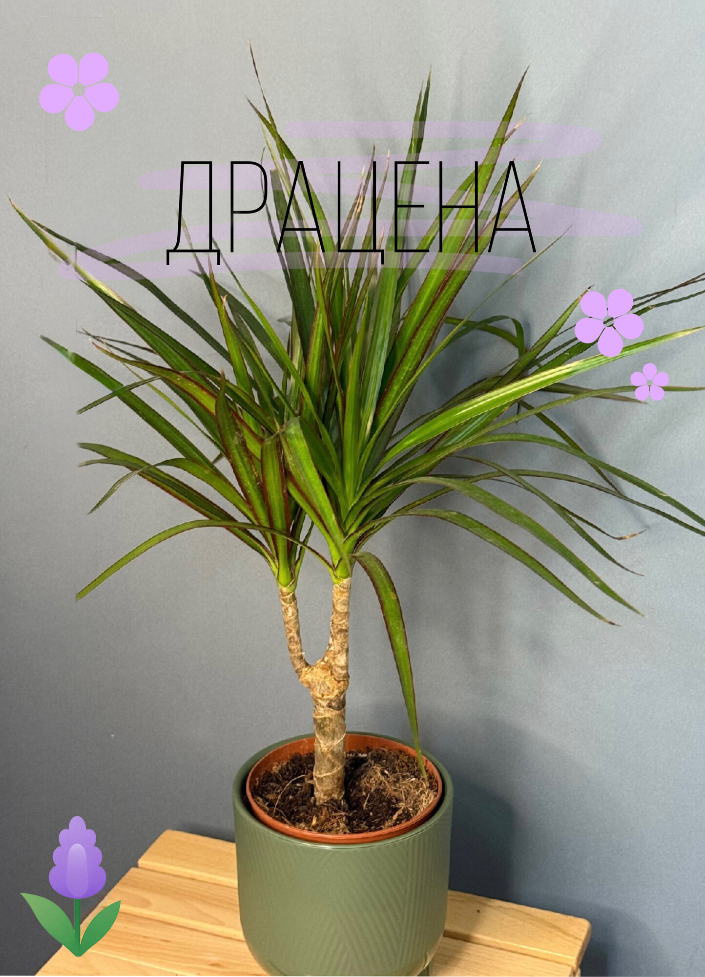 Драцена Маргината (Dracaena marginata) — изысканная классика для вашего дома и офиса