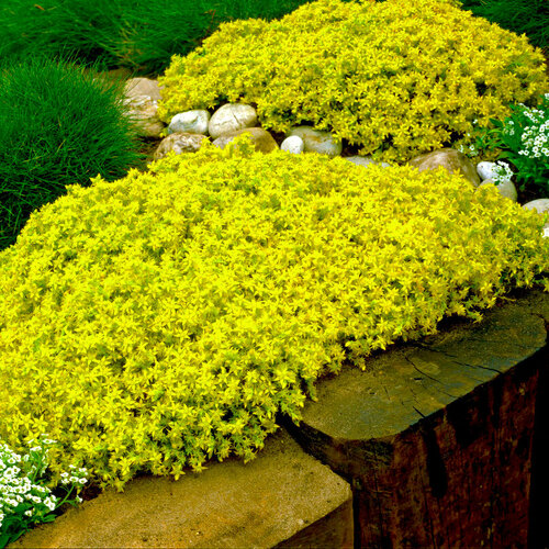 Очиток (Седум) едкий Yellow Queen, Саженцы, С1 (1 литр), ЗКС - Цветы многолетние аглаонема куст sensitive botanic 30 листов 40 см зелено желтая 20 1121n treez