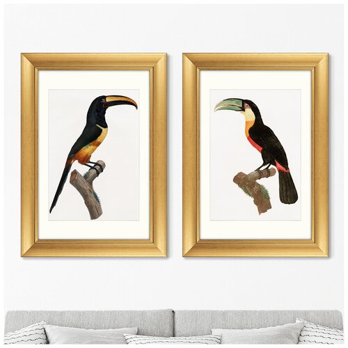 Набор из 2-х репродукций картин в раме Beautiful toucans, 1806г. Размер картины: 50,5х70,5см