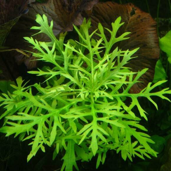 Гигрофила деморфная (диформис) - Hygrophila difformis (3 ветки по 10-15см).