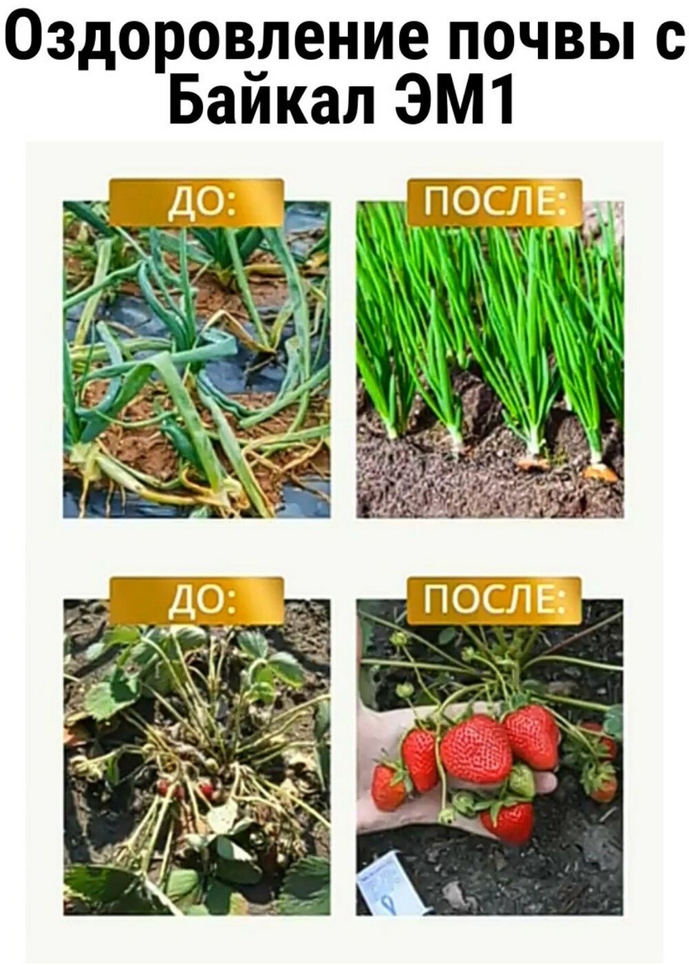 Байкал ЭМ 1 (40мл.) + Эм-Патока (100 мл.), 2 в 1, биоудобрение - концентрат - заменит 5 т. навоза и массу органических удобрений, описание прилагается - фотография № 8