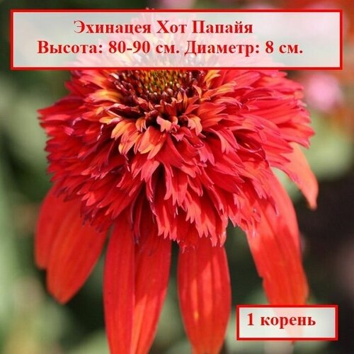 Эхинацея Хот Папайя (1 корень.)