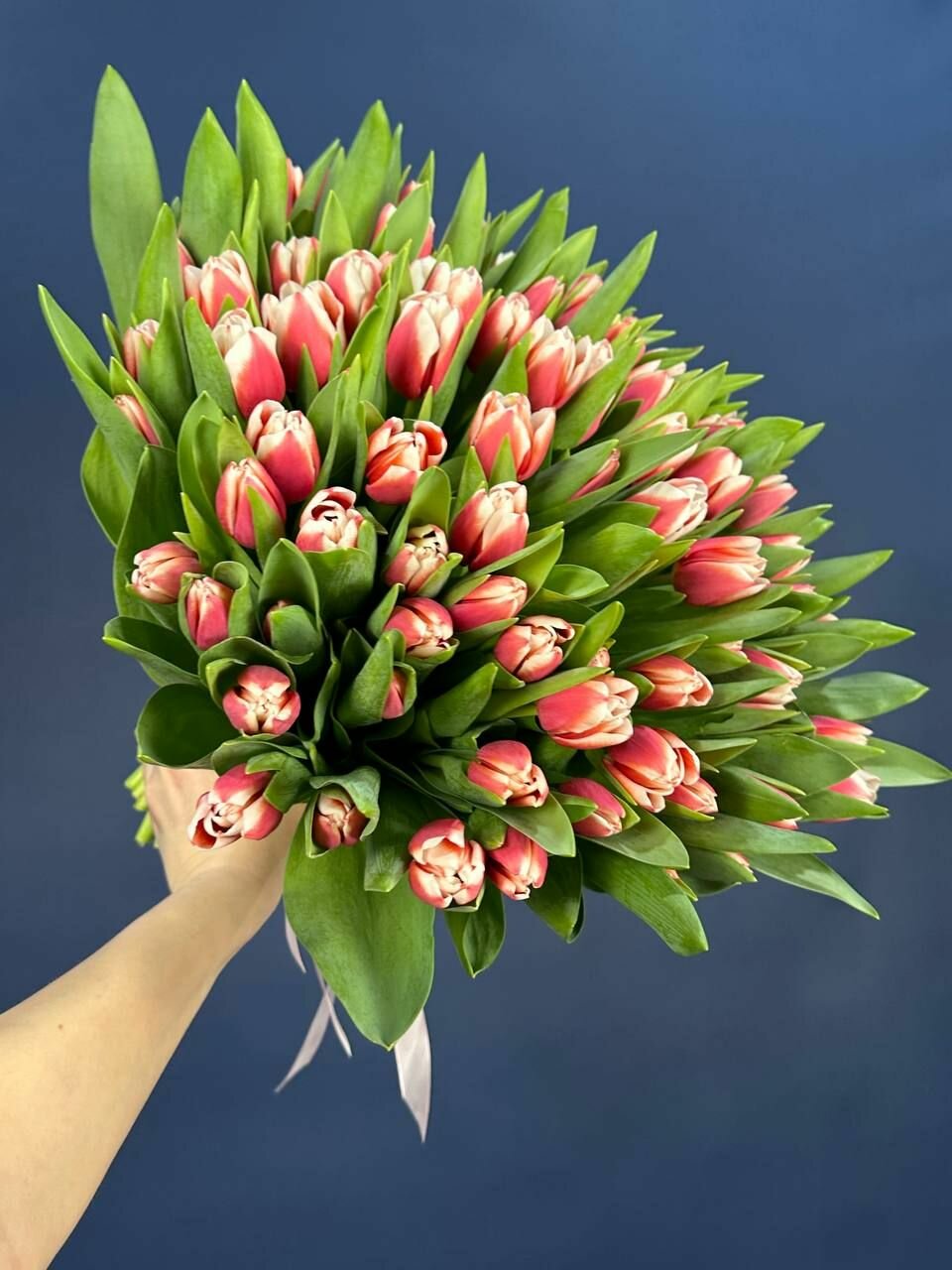Букет из 101 розово-белого тюльпана
