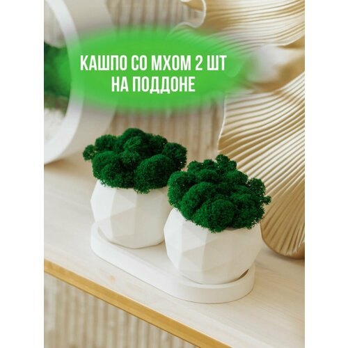 Кашпо и мох стабилизированный 1300₽