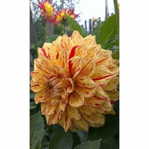 Георгина декоративная Инглиш Брекфаст 1 шт 1329₽