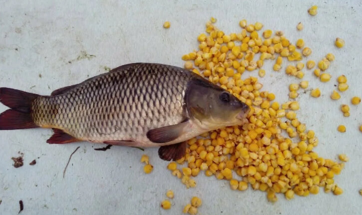 "Кукуруза для рыбалки" 2 кг.
