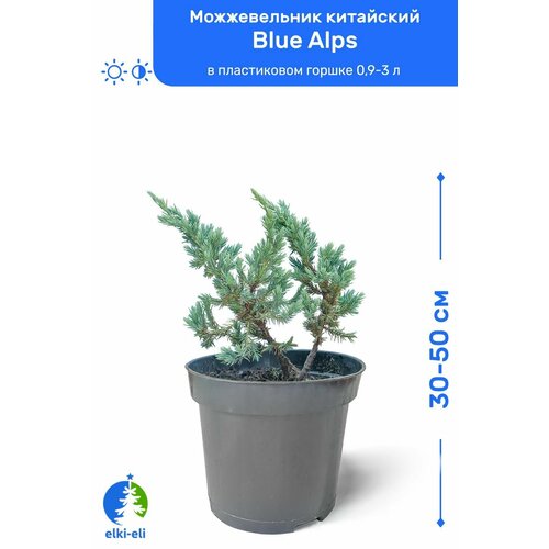 Можжевельник китайский Blue Alps (Блю Альпс) 30-50 см в пластиковом горшке 0,9-3 л, саженец, хвойное живое растение голубой, зеленый