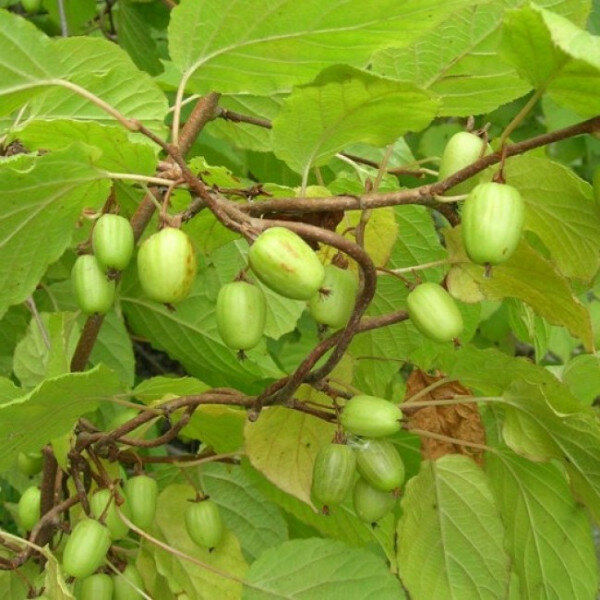 фото Актинидия аргута Великанша