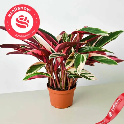 Строманта высота растения 40-60 см.