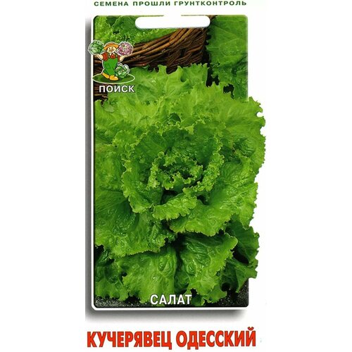 Салат Кучерявец Одесский полукочанный 1г Ср (Поиск)