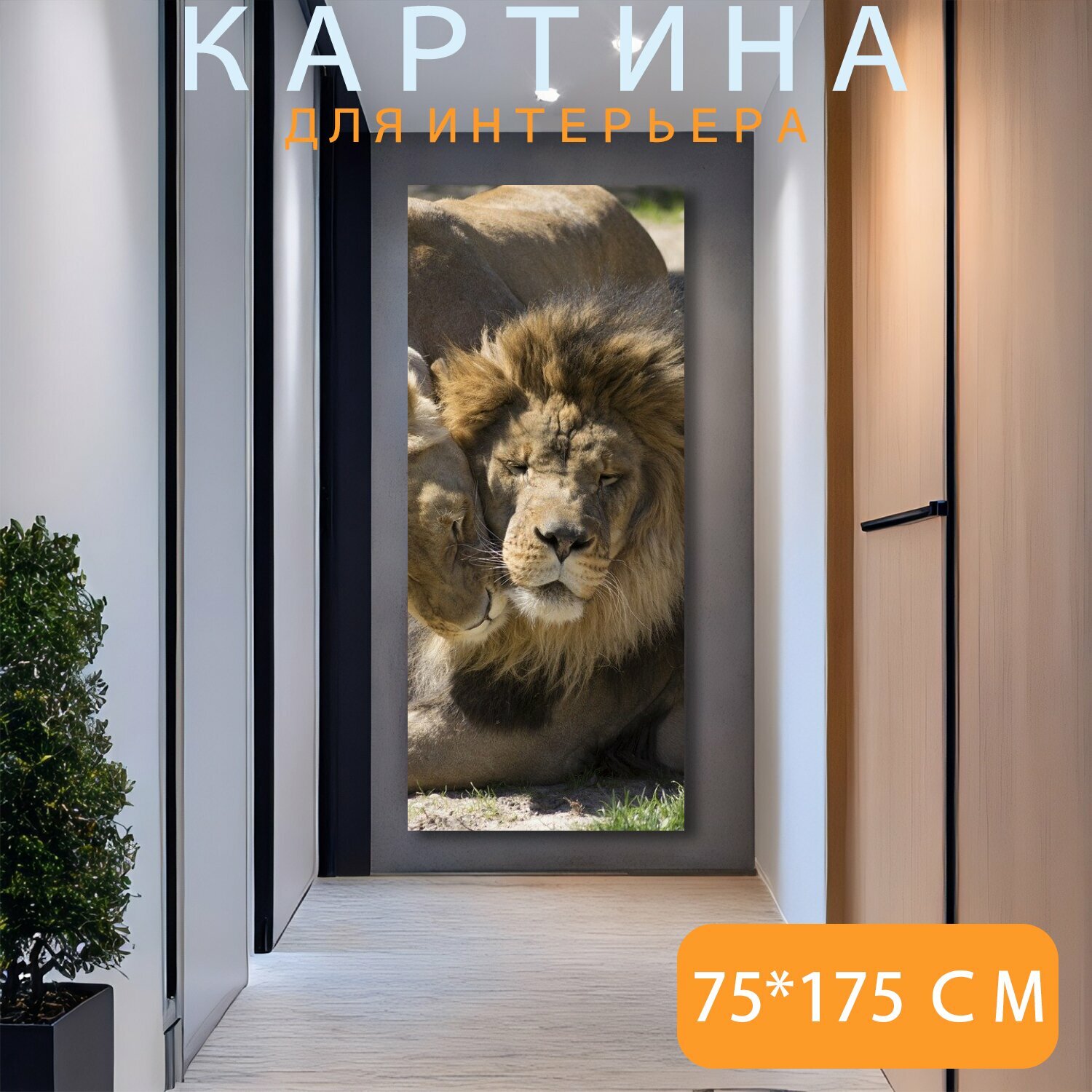 Картина на холсте "Лев, львица, дикая природа" на подрамнике 120х75 см. для интерьера