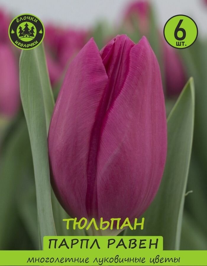 Тюльпан Луковица  Парпл Равен  6шт