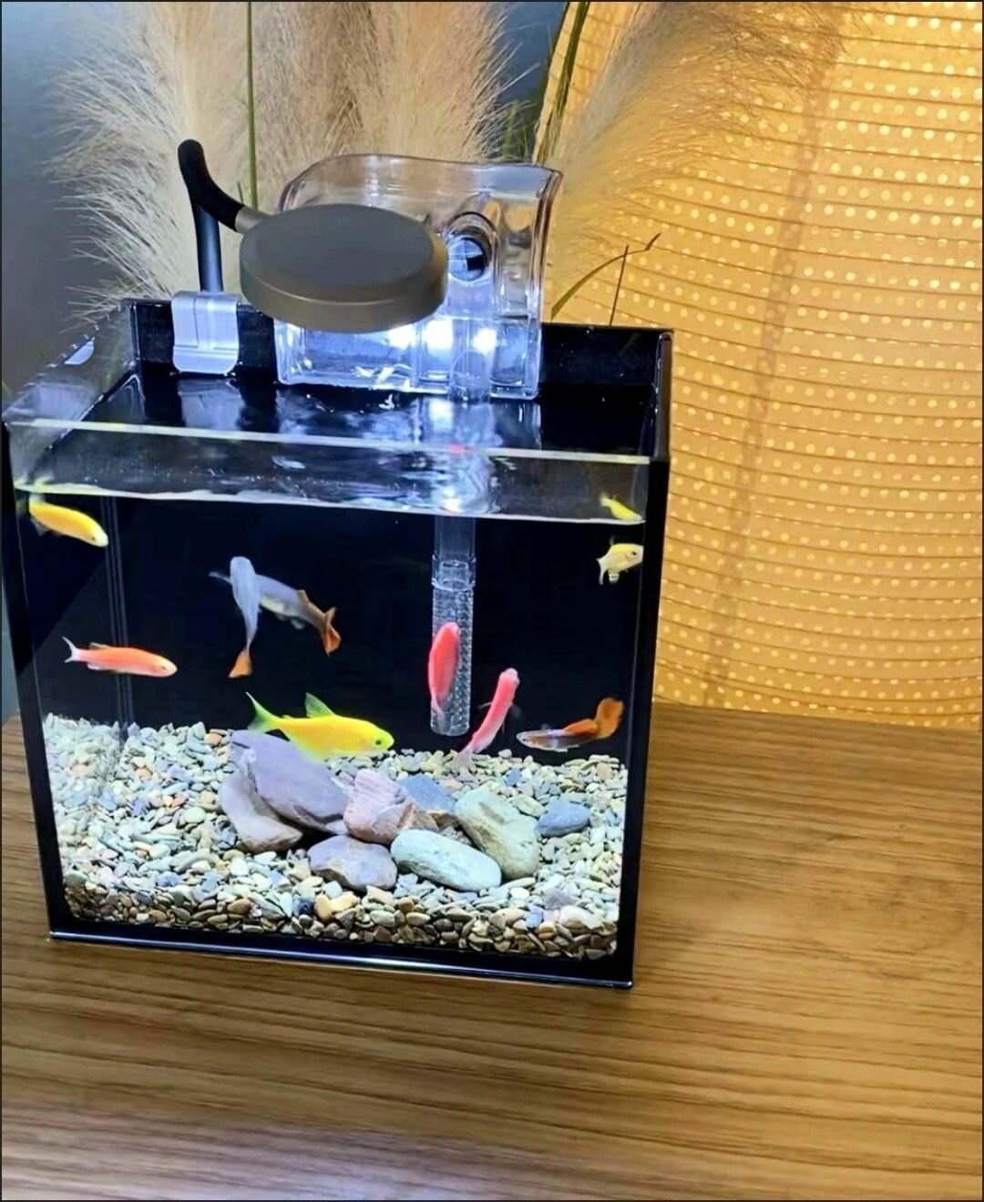 Стеклянный мини-аквариум 15x15x20см с внешним фильтром и LED подсветкой из сверхпрозрачного стекла