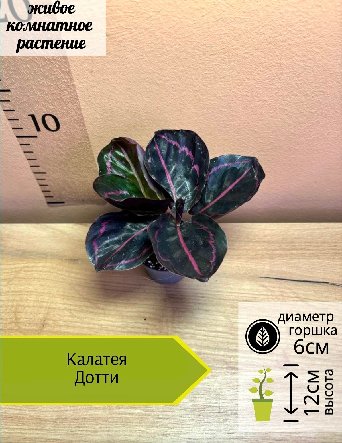 Калатея Дотти  D6см Н12см  1шт  Нидерланды