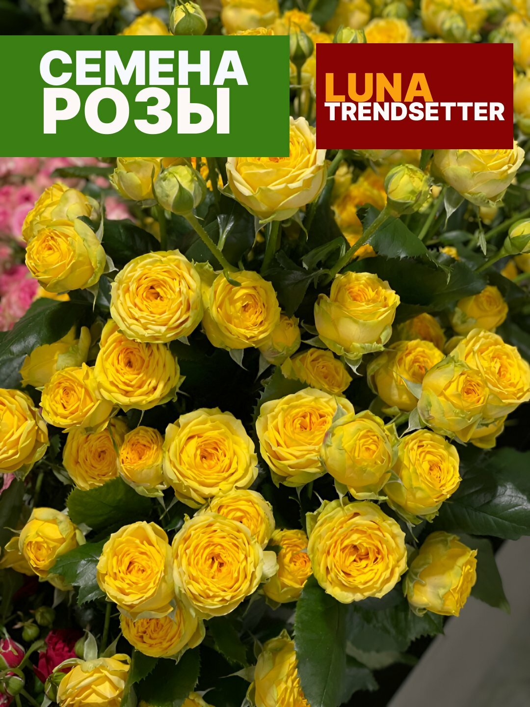 Роза спрей Свит Фллоу семена, компактный куст с обильными мелкими цветами