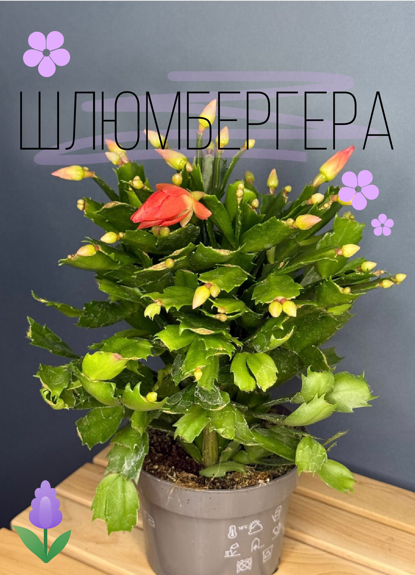 Шлюмбергера (Schlumbergera truncata) — рождественский кактус с красными бутонами