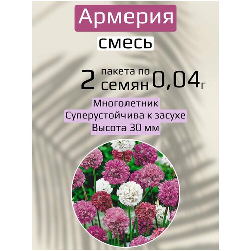 Цветы Армерия красивая смесь 2 пакета по 0,04г семян цветы иберис свит кэнди смесь 2 пакета по 0 2г семян