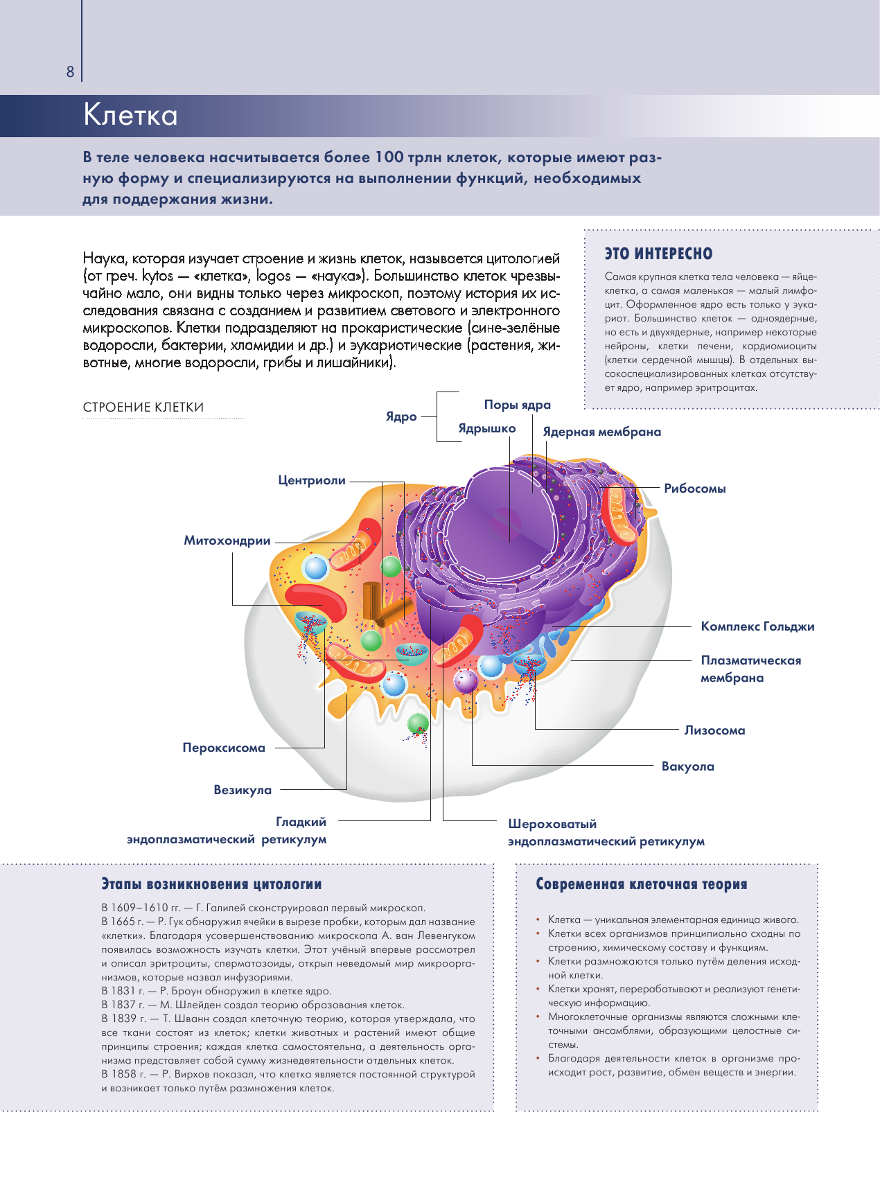 Анатомия человека. Большой популярный атлас - фото №8
