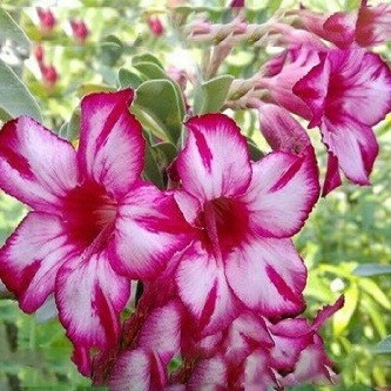 Адениум Adenium Obesum Desert Rose HAPPY IN BLOOM семена цветы