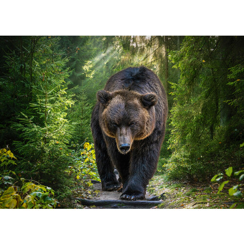 Пазл "фрея" 500 элементов PZL-1500/27 Медведь гризли на охоте