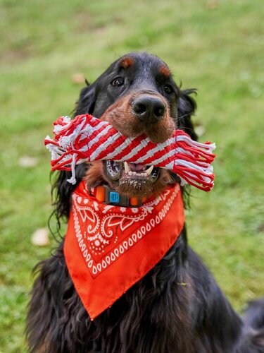 Изображение товара Особо прочный канат-игрушка Japan Premium Pet с весёлым гудком для чистки зубов. Для собак всех пород (цвет: красный)