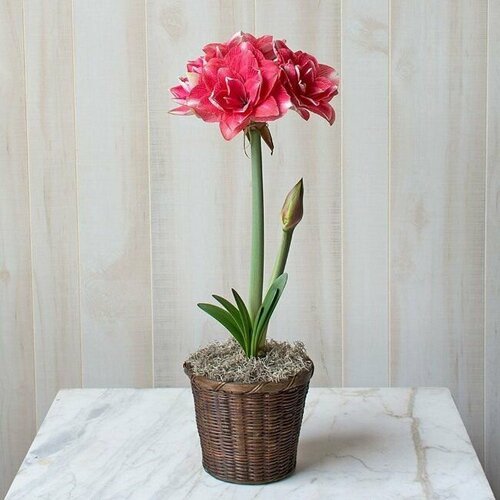 Гиппеаструм Дабл Дрим, Hippeastrum Double Dream, Двойная мечта, семена