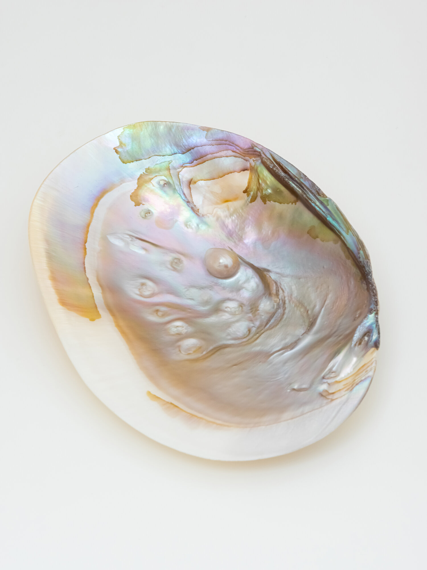 Ракушка — фото 1