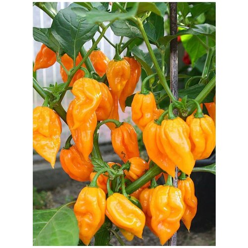 Семена Острый перец Bhut Jolokia orange (Бхут Джолокия оранжевый), 5 штук