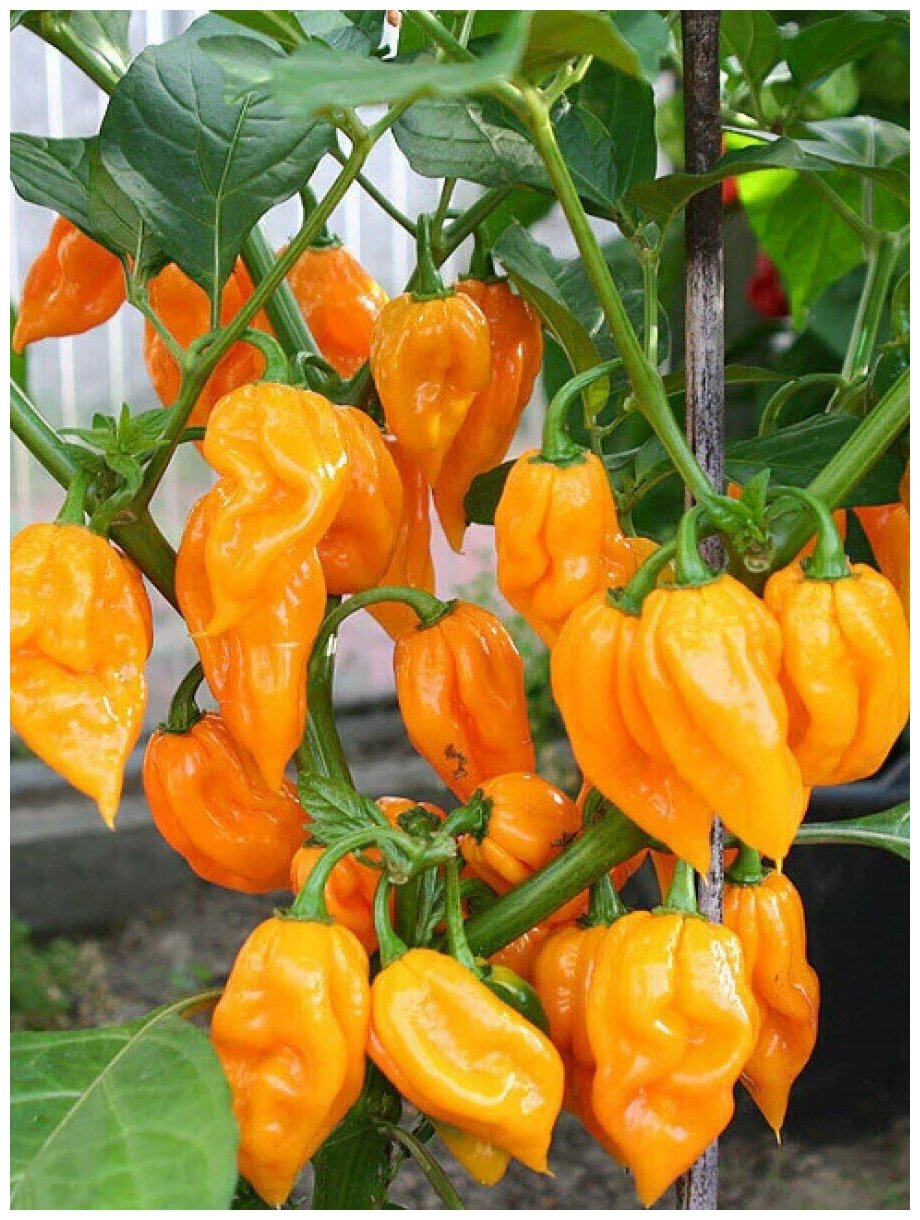 Семена Острый перец Bhut Jolokia orange (Бхут Джолокия оранжевый) 5 штук